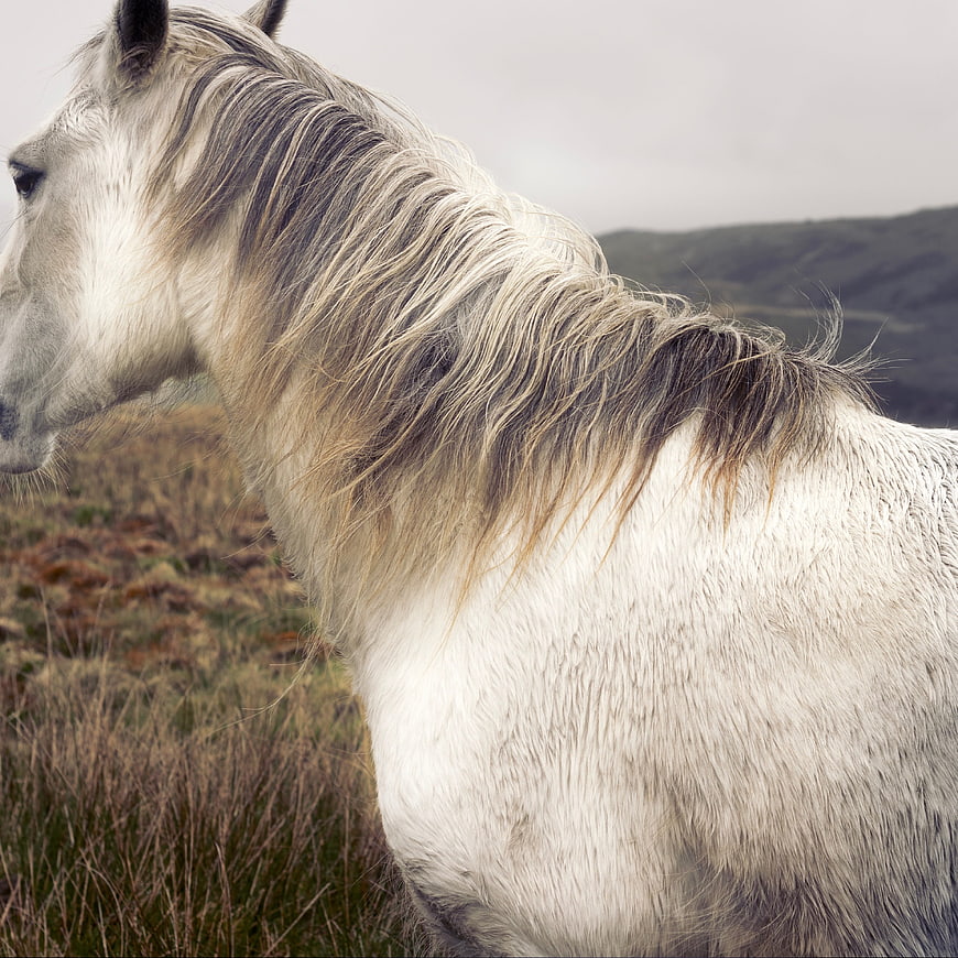 White Horse Profile in Windy Highland Landscape