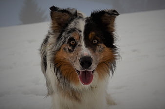 Happy Australian Shepherd Dog in Snowy Winter Landscape