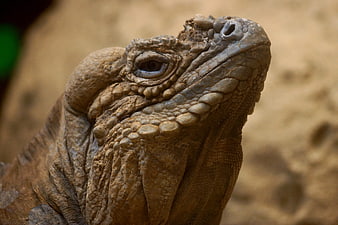 Close-up portrait of a brown iguana head with textured scales