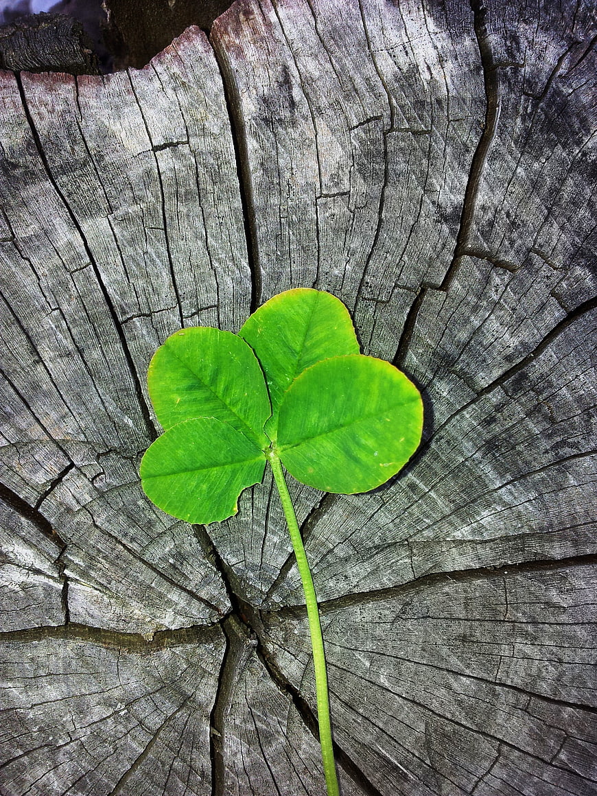 Lucky four-leaf clover on weathered tree stump