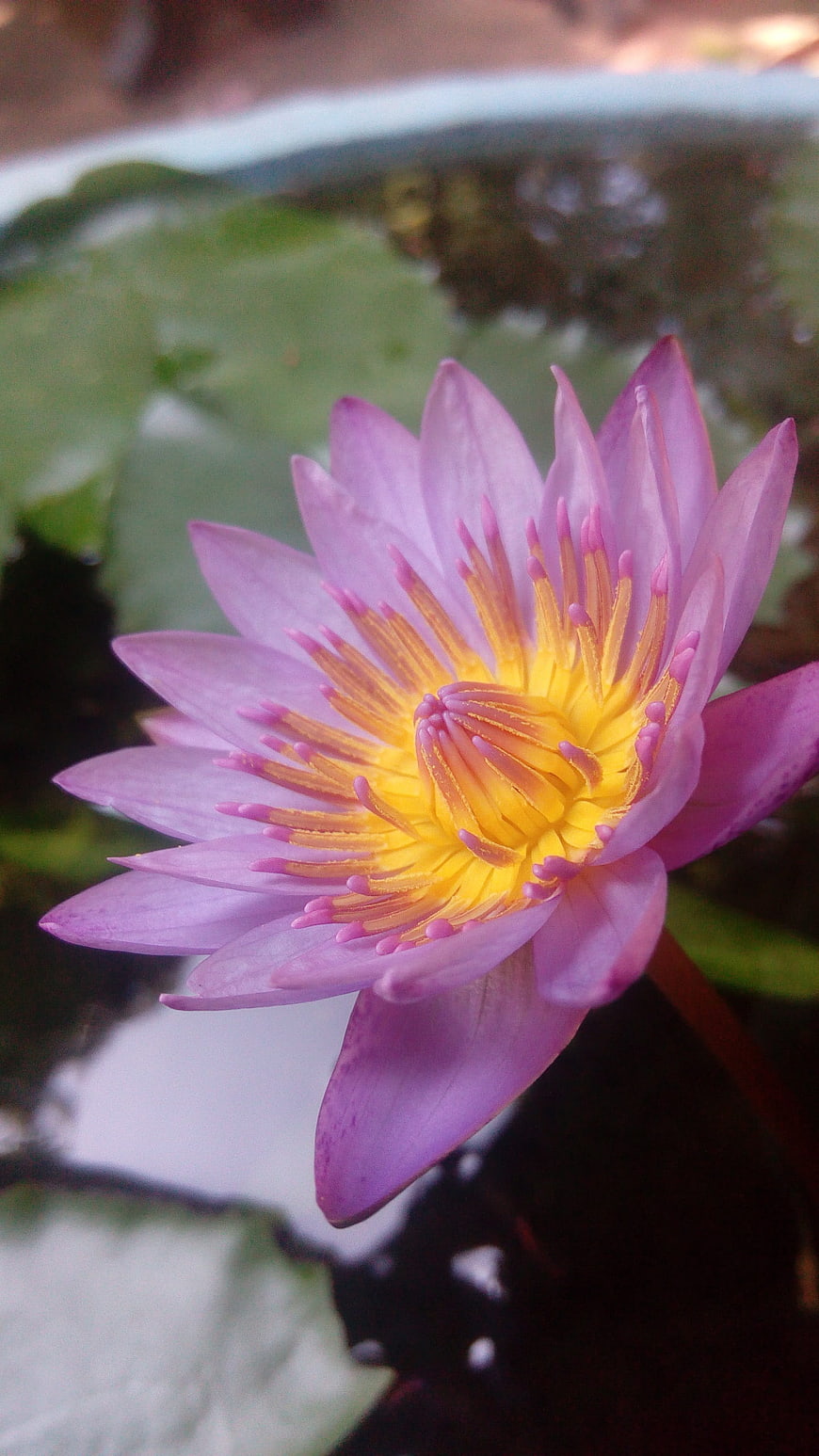 Close-up of a vibrant purple water lily with yellow center