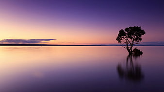 Solitary Tree Silhouette in Calm Water at Sunset