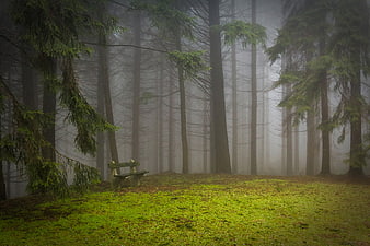 Misty forest clearing with wooden bench and tall pine trees