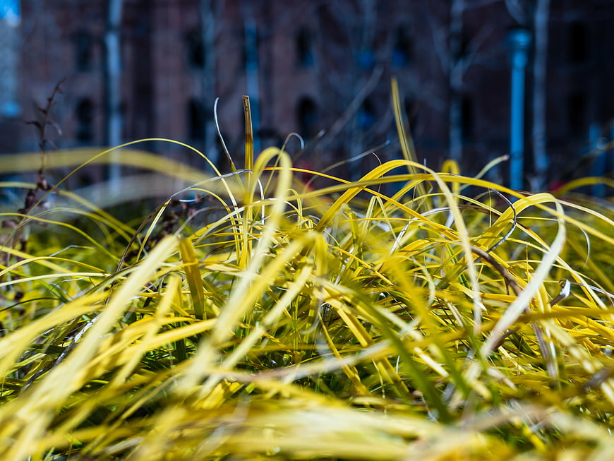Close-Up of Yellow Grass with Blurred Urban Background