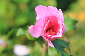 Close-up of a vibrant pink rose blossom in a garden