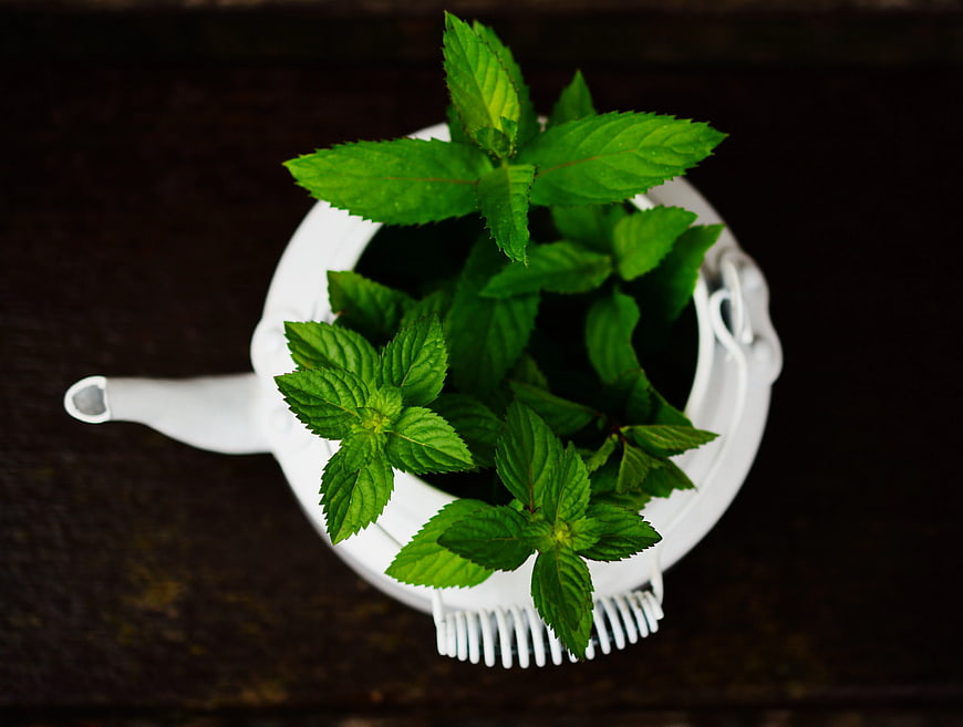 Top View of Fresh Mint Plant in White Watering Can