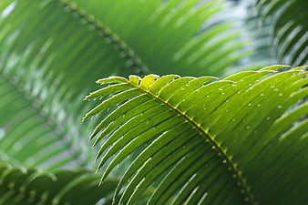 Close-up of vibrant green cycad leaf with sharp thorns