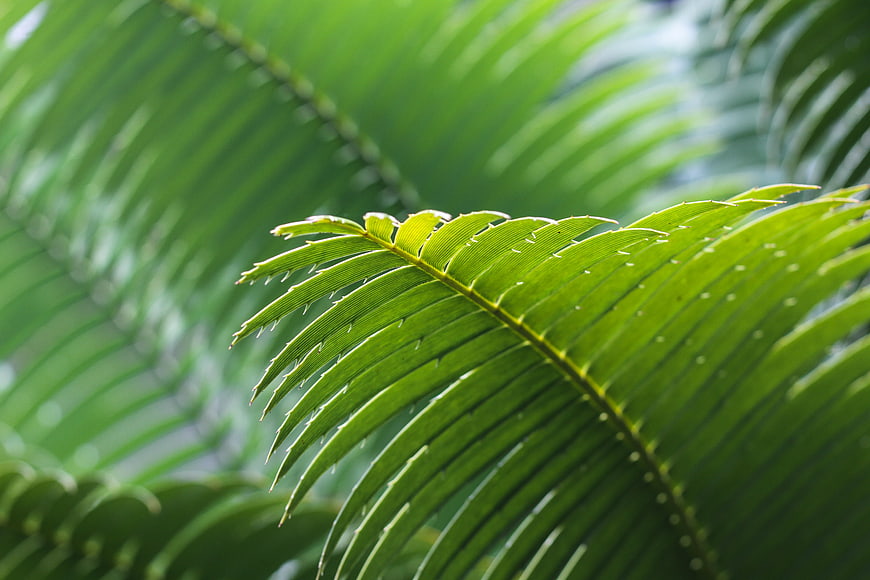 Close-up of vibrant green cycad leaf with sharp thorns