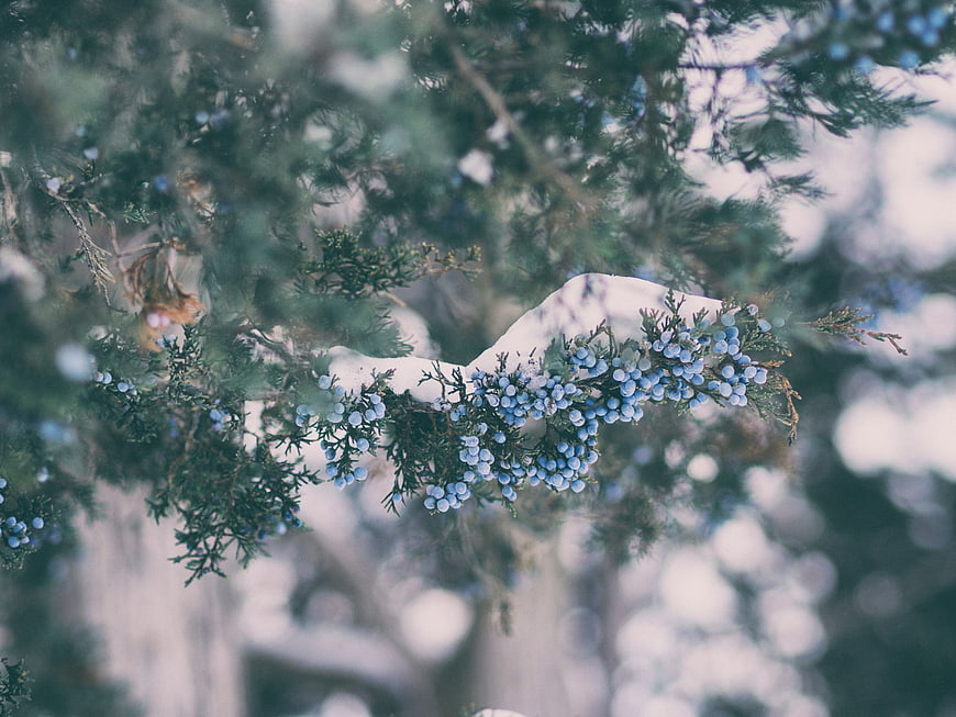 Snowy Juniper Berries on Evergreen Branch in Winter