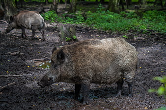 Wild Boar Foraging in Muddy Forest Environment