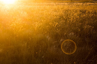 Golden Sunset Over Wildflower Meadow Field