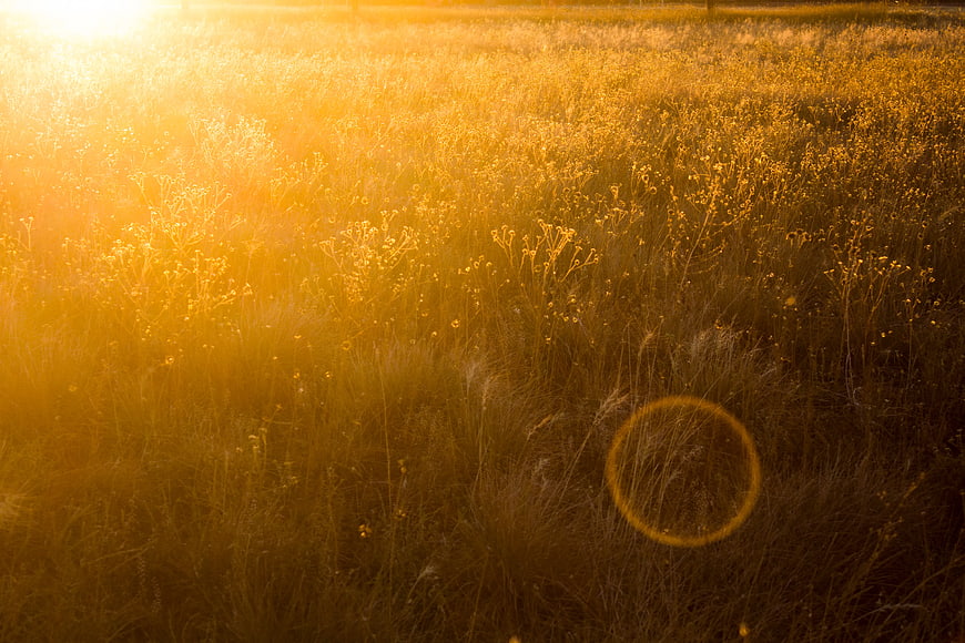 Golden Sunset Over Wildflower Meadow Field
