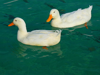 Two White Ducks Swimming In Green Water