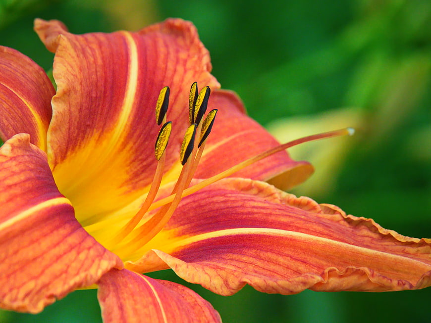Close-up of vibrant orange and yellow daylily flower