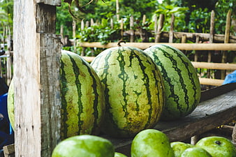 Fresh watermelons and green mangoes on rustic wooden shelf