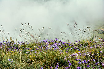 Misty Meadow With Purple Wildflowers And Tall Grasses