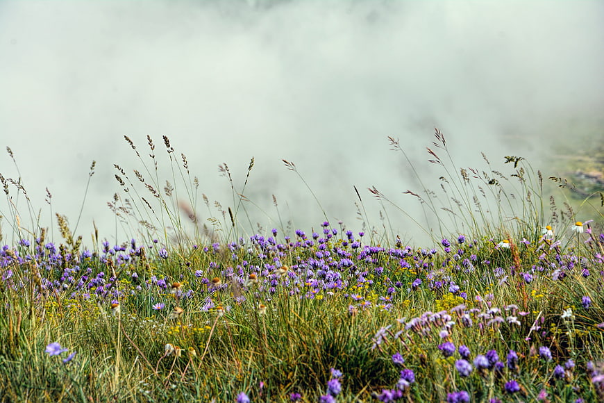 Misty Meadow With Purple Wildflowers And Tall Grasses