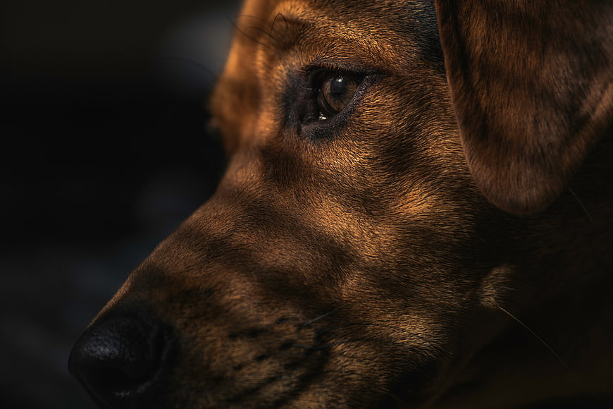 Close-up portrait of a brown dog's face with intense eye
