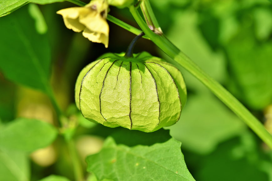 Close-up of a green groundcherry fruit with yellow flower on a plant
