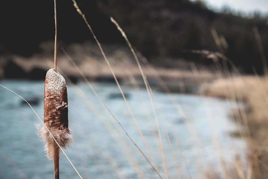 Close-up of Dried Cattail Reed by Lake
