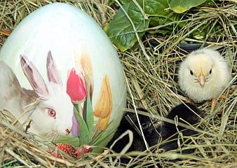 Easter egg with chicks in a nest