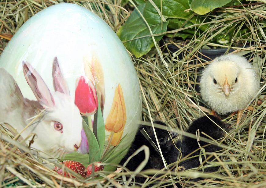 Easter egg with chicks in a nest