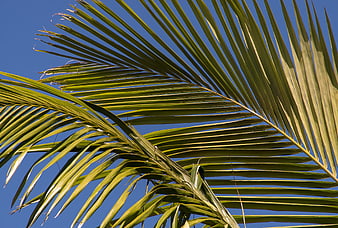 Green palm fronds against a clear blue sky