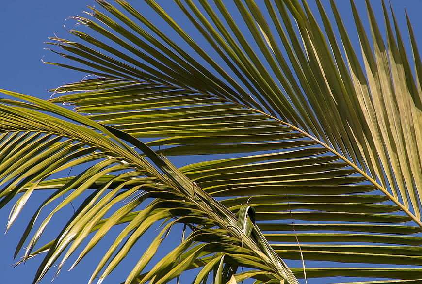 Green palm fronds against a clear blue sky