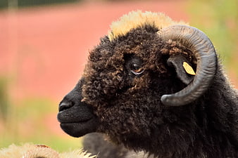 Close-up portrait of a black sheep with curved horns