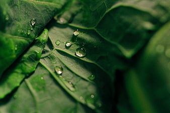 Close-up of green leaf with water droplets