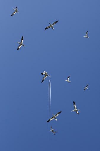 Gannets Flying Against Blue Sky With Airplane Trail