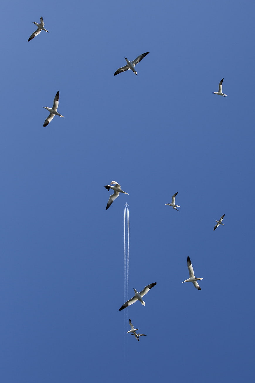 Gannets Flying Against Blue Sky With Airplane Trail