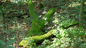 Moss-covered fallen tree in a lush green forest