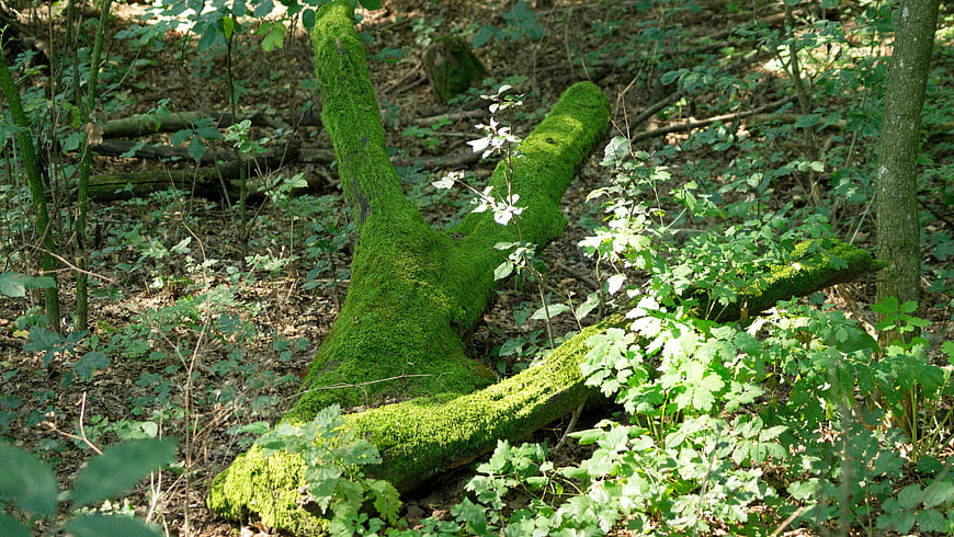 Moss-covered fallen tree in a lush green forest
