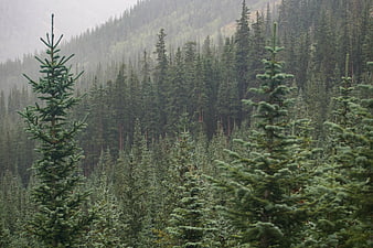 Dense evergreen forest on misty mountain slope