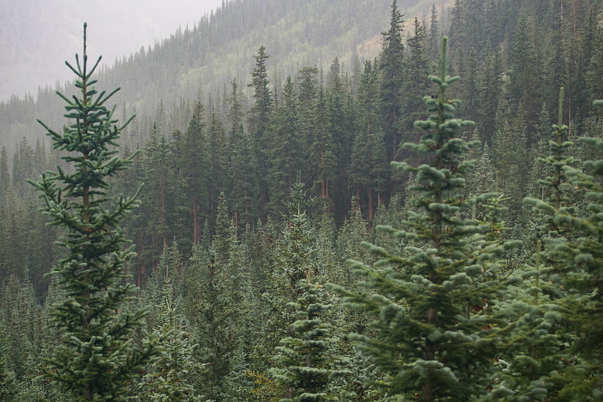 Dense evergreen forest on misty mountain slope