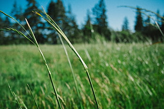 Close-up of green grass blades in a sunny meadow