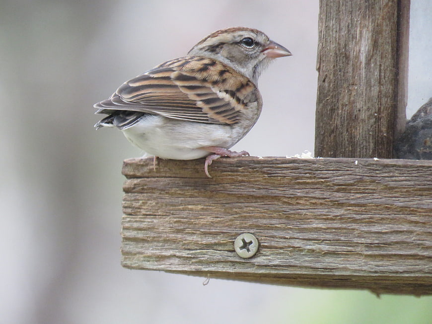Small Sparrow Perched on Wooden Bird Feeder