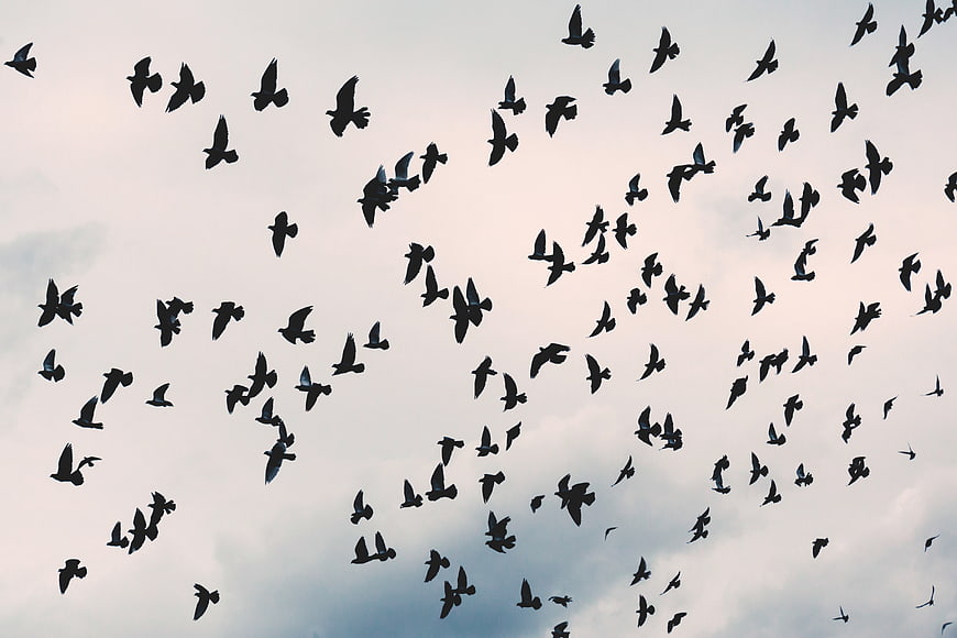 Flock of Birds Flying Against Cloudy Sky