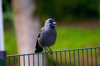 Gray bird with blue eye perched on green metal fence