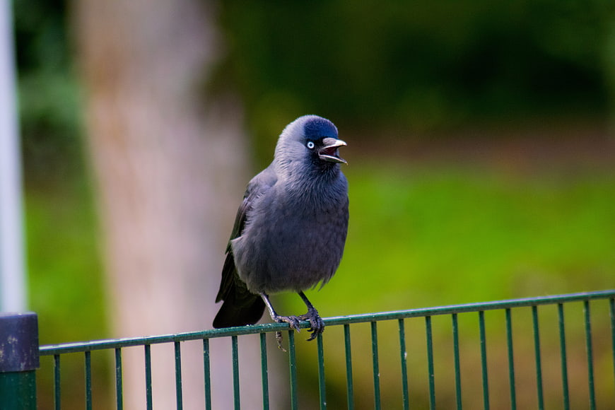Gray bird with blue eye perched on green metal fence