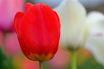 Close-up of a vibrant red tulip with yellow base