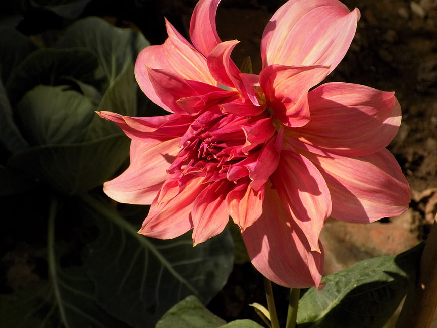 Vibrant Pink Dahlia Flower in Sunlight
