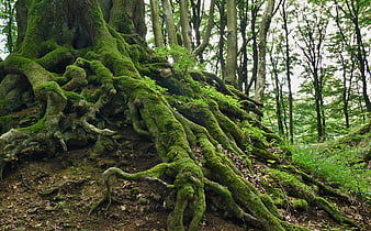 Ancient moss-covered tree roots in a lush green forest