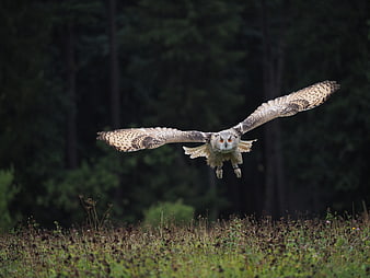 Siberian Eagle Owl Flying Low Over Meadow