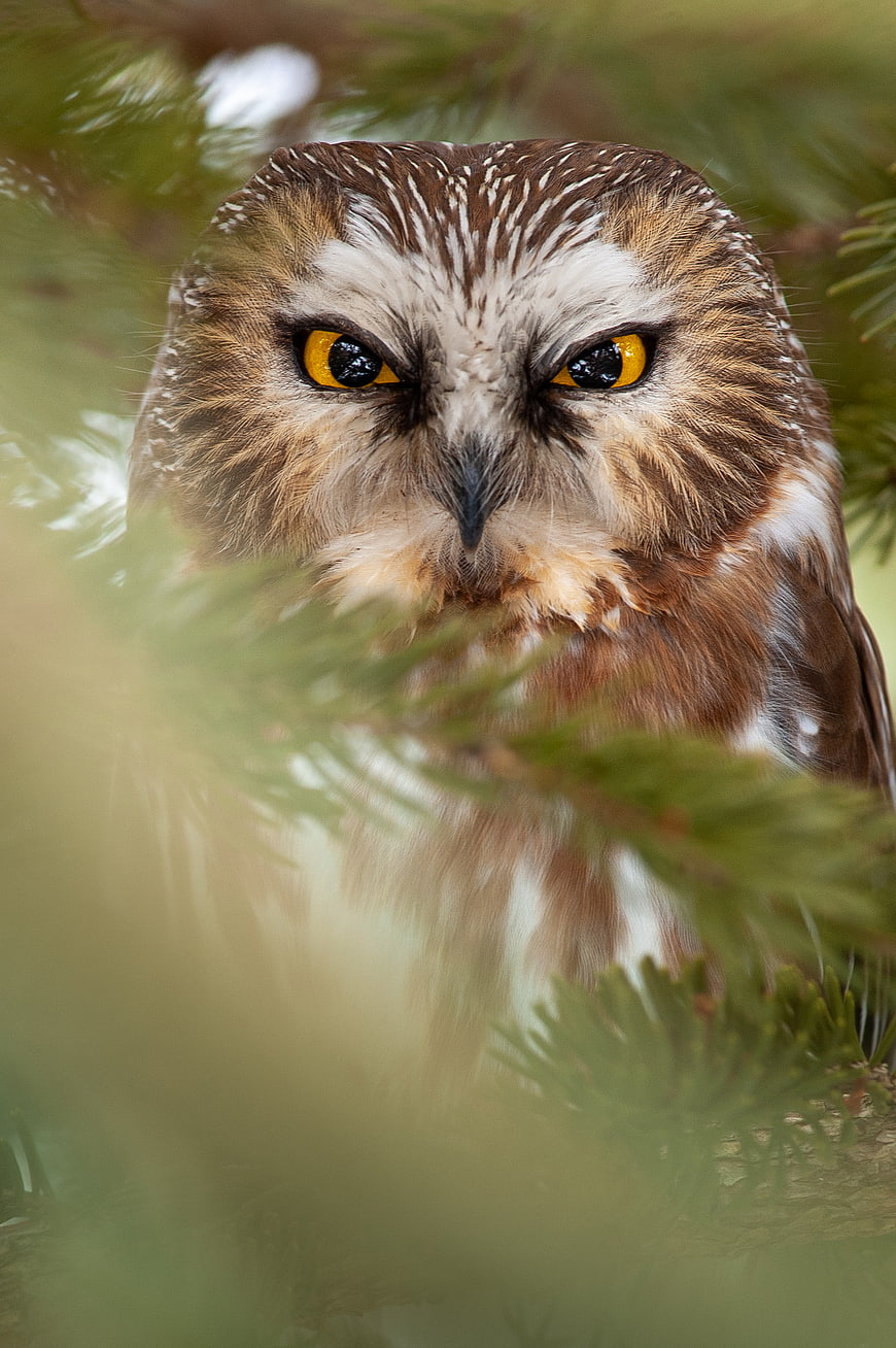 Close-up portrait of a short-eared owl with intense yellow eyes
