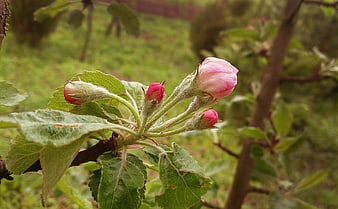 Close-up of pink apple blossom buds on a branch