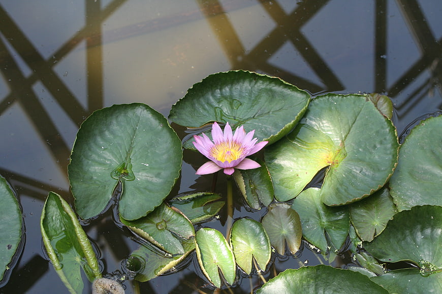 Pink Water Lily Blooming on Green Lily Pads in Pond