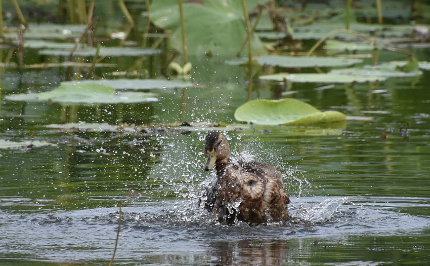Duck splashing water in a pond with lily pads