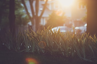 Close-up of green grass blades backlit by warm sunlight